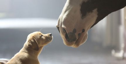 Budweiser-Puppy-Love-commercial-jpg